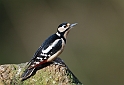 Great spotted woodpecker - D